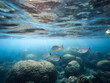 Unterwasser Welt in Thailand, Farbige Fische, 
