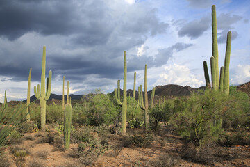 Wall Mural - Saguaro National Park in Arizona, USA