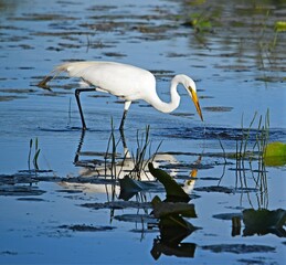 Wall Mural - egret in water