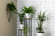 green houseplants on stand by white brick wall in living room. air purifying plants in home