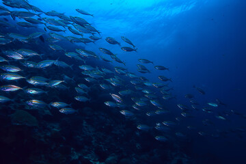 Wall Mural - scad jamb under water / sea ecosystem, large school of fish on a blue background, abstract fish alive