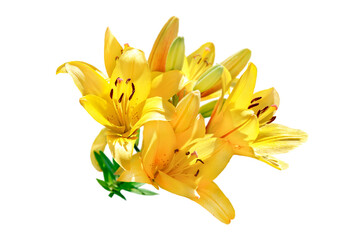Wall Mural - yellow lily flowers isolated on white