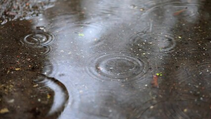 Wall Mural - raindrops on a puddle