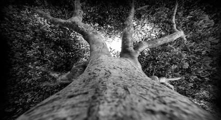 Canvas Print - treetop of an old tree - black and white