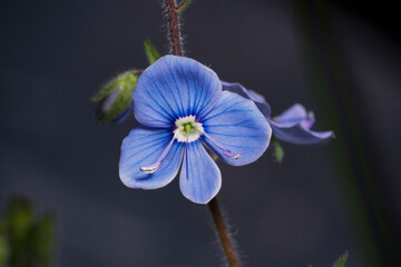 Wall Mural - Flower of germander speedwell, macro.  Veronica chamaedrys,  bird's-eye speedwell  or cat's eyes. Place for text.