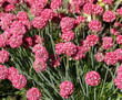 Armeria hybrida 'Ornament' |  Gazon d'Espagne ou oeillet marin à petites fleurs rose rougeâtre sur coussin bleu-vert