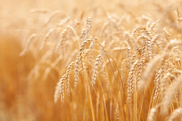 Close-up of ripe wheat ears on a field. Summer concept, harvest time. Eco products. Selective focus.