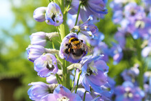 Beautiful Bright Flowers Delphinium And Bumblebee. Close-up. Background. Scenery.