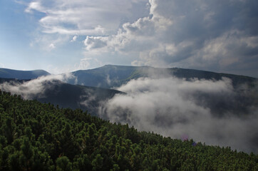 Mountain landscape with forest in the summer. Silhouettes of fir trees in the fog