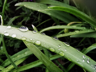 Sticker - Closeup shot of waterdrops on green leaves