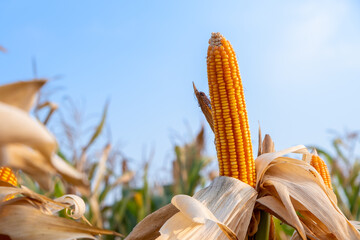 yellow ripe corn on stalks for harvest in agricultural cultivated field in the day