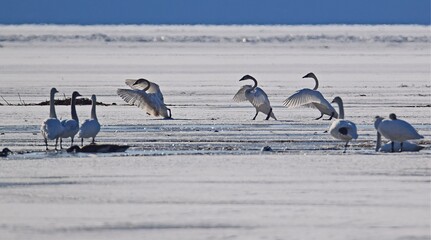 Wall Mural - swans on ice