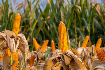 yellow ripe corn on stalks for harvest in agricultural cultivated field in the day