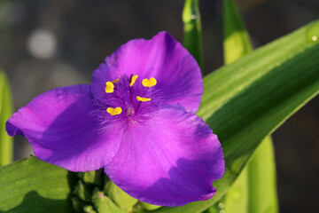 Wall Mural - Beautiful blue flowers  of spiderwort plant or tradescantia ohiensis in full bloom revealing petals and stamens.