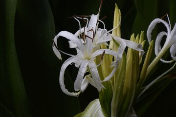 Canvas Print - Crinum asiaticum flowers wet in the rain. Amaryllidaceae perennial plant.