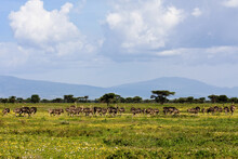 Ostrich Herd In Serengeti