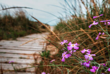 Small And Delicate Pink Flowers, Typical Of The Dunes Of The Mediterranean Beaches. 