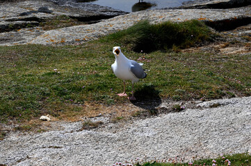 Poster - A Seagull in front of the ocean