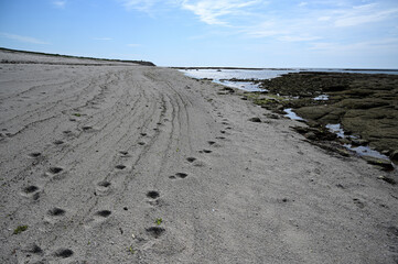 Wall Mural - Foot prints in sand on the beach