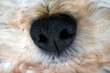 dog truffle in macro close up
