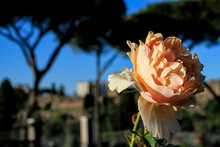 Close Up Of Pale Orange Rose In Full Bloom, In The Background Out Of Focus: Trees And City Landscape.