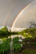 Vertical image of double colorful rainbow over grey sky and little pond with reflection in the water. White mute swan sitting on the nest. Green trees and shrubs around. Spring evening in nature.