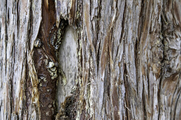 Wall Mural - Tree bark texture