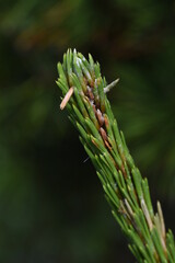 Canvas Print - Pine sprouts. Pinaceae evergreen conifer.