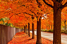 Fall Color, Red Maple Trees All In 2 Rows With A Street Running Down The Middle Of The Rows And A Fence On The Left Side. Nice Pattern And Symmetry.