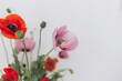 Beautiful poppies bouquet on white wall background, petals close up. Gathering countryside wildflowers, rural still life. Red common poppy and purple opium poppy flowers