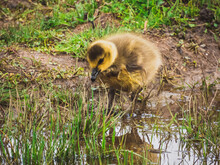 Cute Baby Gosling, Pictures Taken At Montezuma National Wildlife Refuge. 