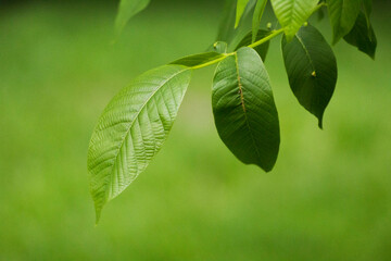 Wall Mural - walnut leaves on a background of green nature