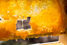 Drip On Honey Comb