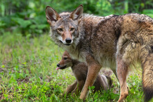 Adult Coyote (Canis Latrans) Stands Over Pup Summer