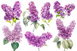 Set of lilac flowers on white background, hand drawn watercolor illustration