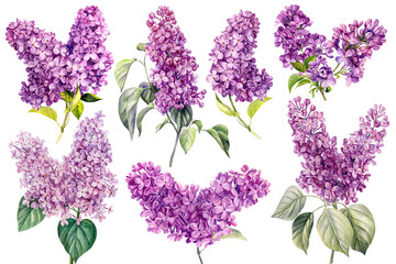  Set of lilac flowers on white background, hand drawn watercolor illustration