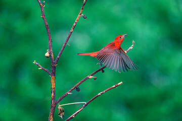 Summer Tanager Piranga rubra in Flight