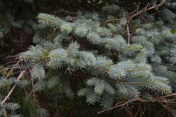 Poster - Hoopsii is a cultivar of the Pinaceae family native to North America and is characterized by its beautiful silver-gray leaves.