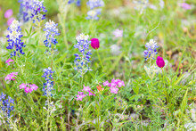 Bluebonnet And Drummond's Phlox Wildflowers In The Texas Hill Country.