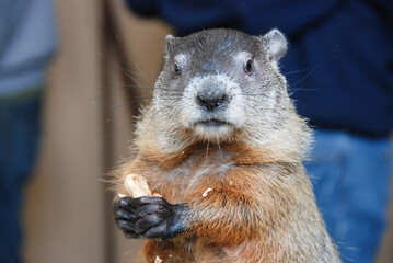 prairie dog eating a peanut