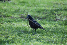 Closeup Of Crow Biting Twig Perched On Green