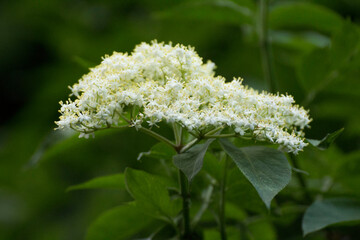 Wall Mural - white elderberry flowers among green leaves