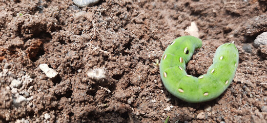 Sticker - One light green caterpillar on brown soil ground.