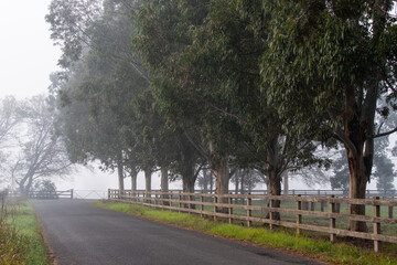 Wall Mural - empty road with big trees on the side.