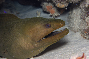 Wall Mural - Green Moray Eel on Caribbean Coral Reef