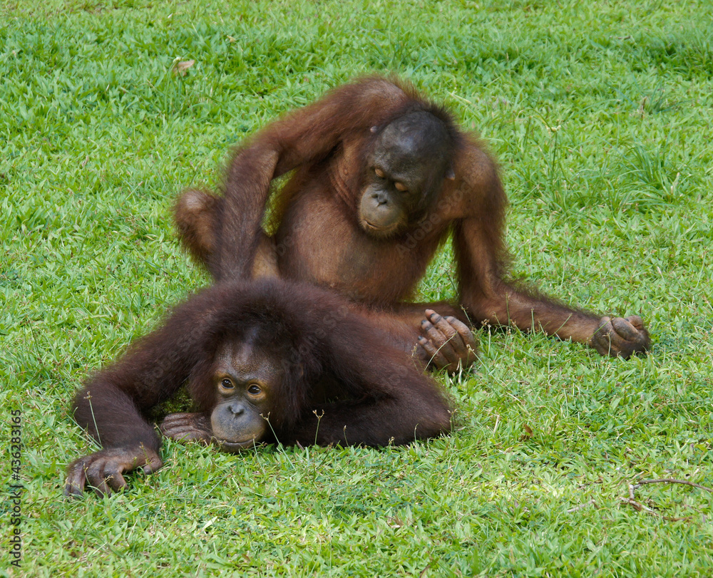 Mast odamlarning porno videolari haqiqiydir