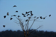 A Murder Of Crows On A Dead Tree Against Blue Sky.