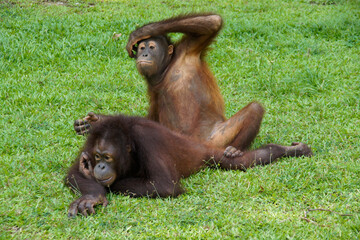 Wall Mural - Young Bornean orangutans 