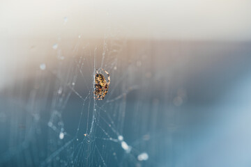 spider on web