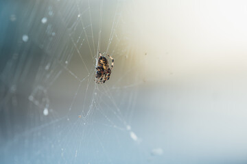 spider on the web